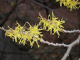 Beautiful Yellow Witch Hazel Flower Beautiful Yellow Witch Hazel Flower