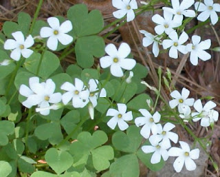 Wild White Wood Sorrel Wild White Wood Sorrel