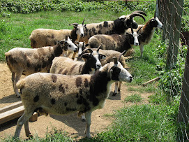 Jacobs Horned Spotted Sheep