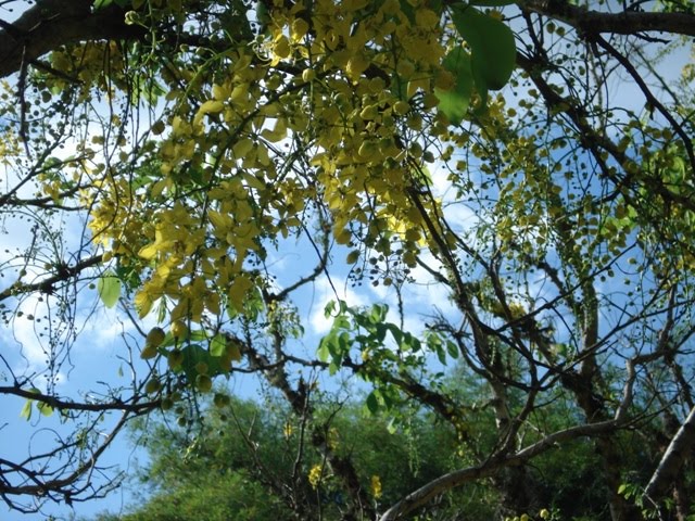 [cássia+chuva-de-ouro+-+pq.JPG]