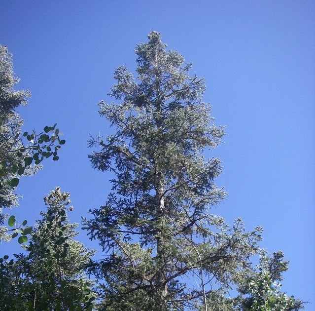 Desert Survivor Learning to Differentiate White Fir and DouglasFir