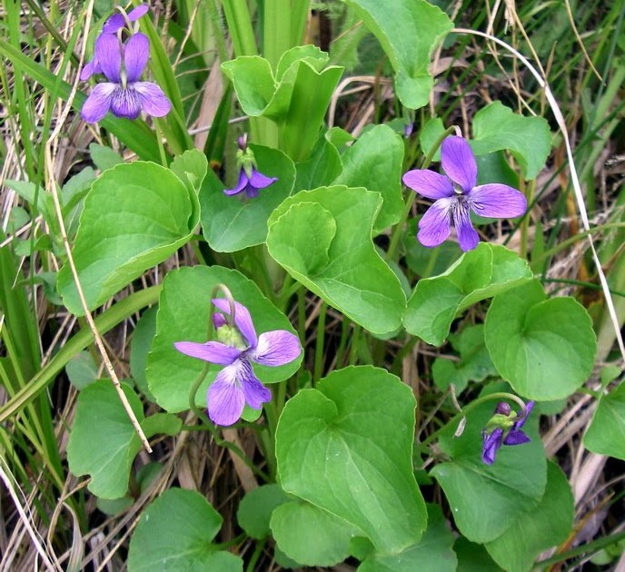 A Plant a Day Northern Bog VioletViola nephrophylla