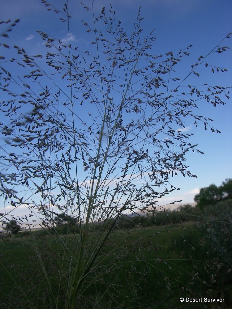 A Plant a Day Alkali SacatonSporobolus airoides