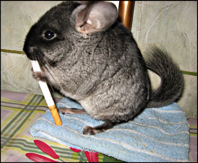 chinchilla funny