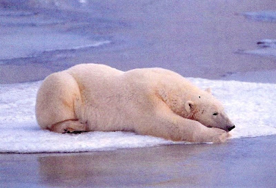 Conscience Bear