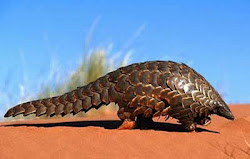 Pangolin