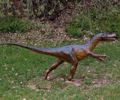 DROMAEOSAURIDAE DROMAEOSAURIDAE