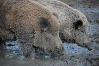 Source by Ryan at Mrs.Kolbert's class blog A picture of pigs in mud