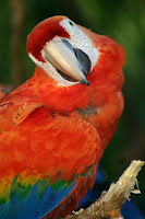 parrot training