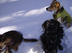 The Mountain Dogs