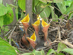 Spring Peepers