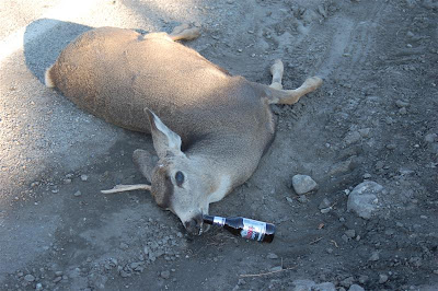 Drunk Deer