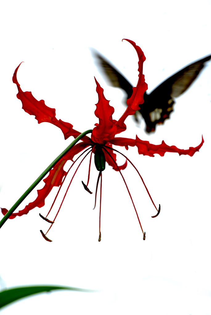 [flower.jpg]