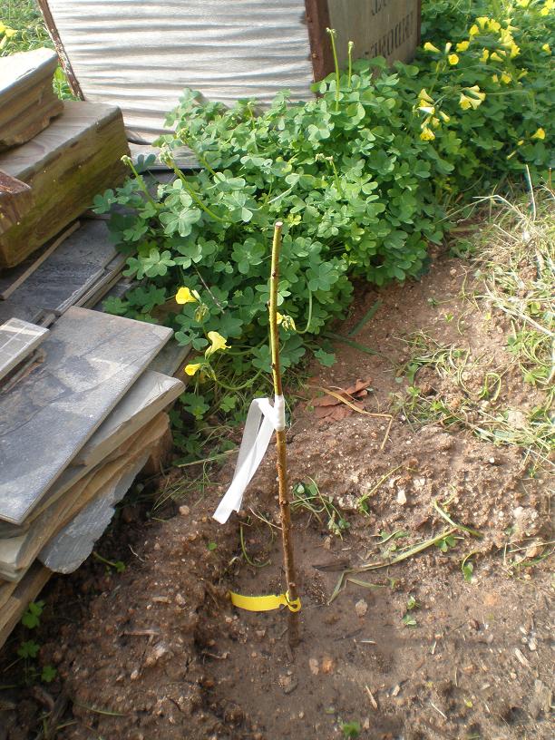 Life Without Anchovies Fruit Trees, Grafting, Seeds