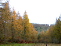 Japanese Larch at Twigside Bottom