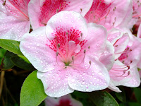 Flower at Picton Castle
