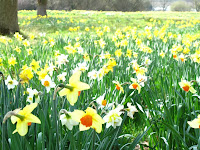 Daffodil meadow at Exbury