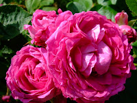 A Rose by any other name ... would be confusing