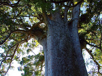 Square Kauri