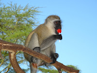 Monkey with lollypop