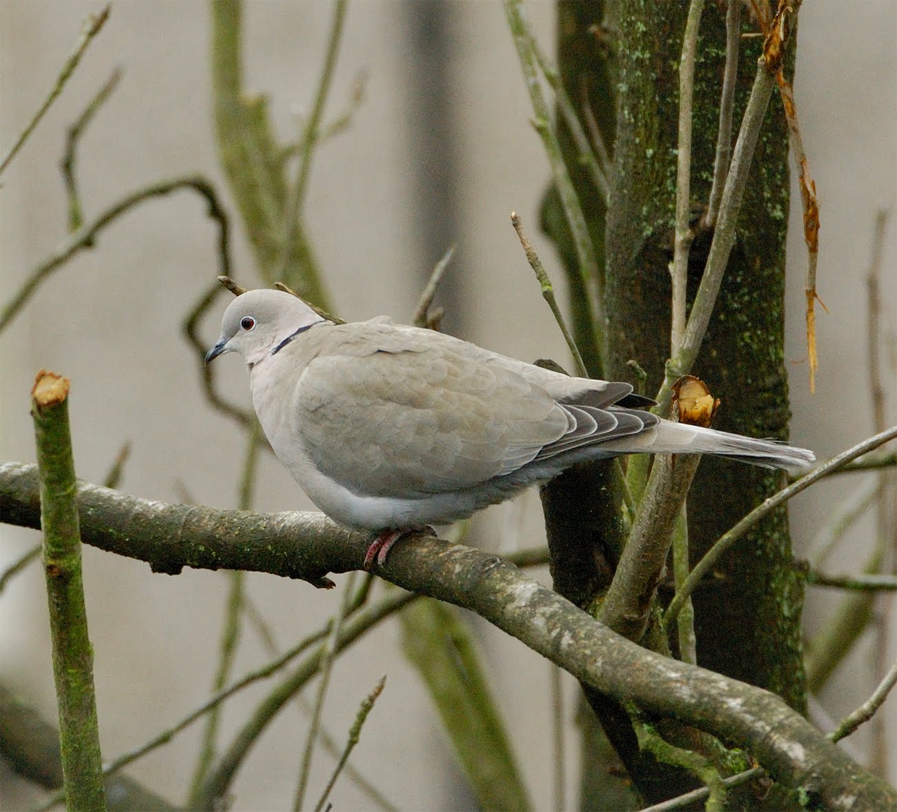 Scottish Wildlife Blog Duntocher, West Dunbartonshire