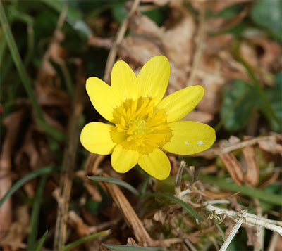 Lesser Celandine Ranunculus ficaria