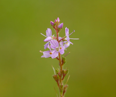 Heath speedwell (Veronica officinalis)