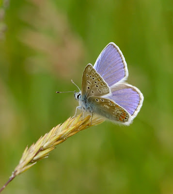 Common Blue (Polyommatus icarus)