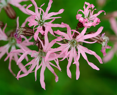 Ragged Robin (Lychnis flos-cuculi)