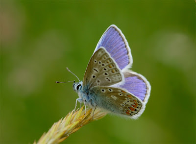 Common Blue (Polyommatus icarus)