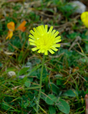 Mouse-ear hawkweed (Hieracium pilosella)