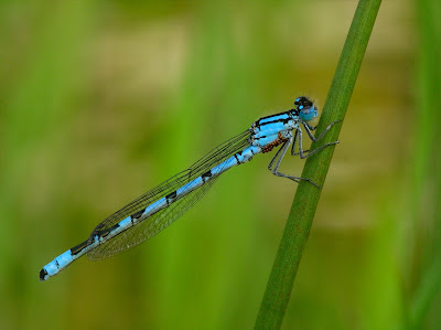 Common Blue Damselfly (Enallagma cyathigerum)