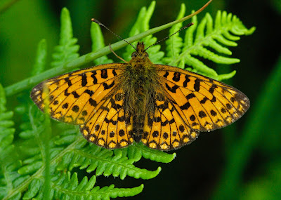 Small Pearl Bordered Fritillary (Boloria selene)