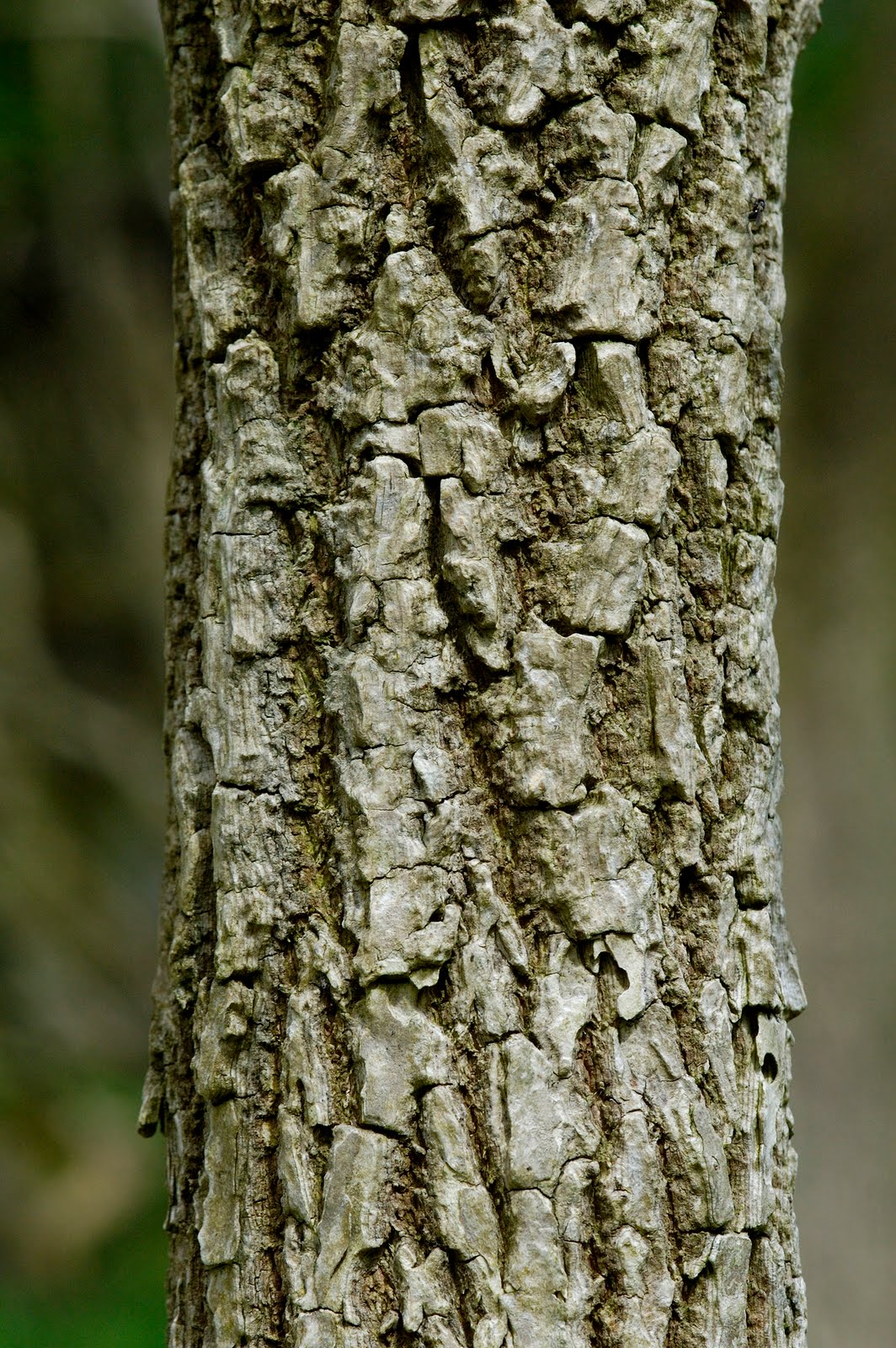 Scottish Wildlife Blog Kilpatrick Hills, West Dunbartonshire