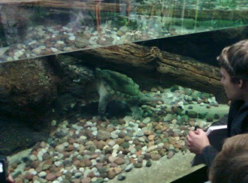 Alligator snapping turtles snapping turtle tongue. Alligator snapping turtles