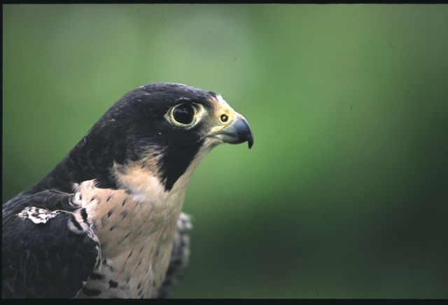 [Peregrine+Falcon3.JPG]