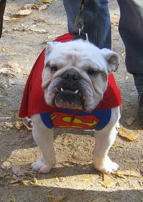 Halloween Pet Pictures