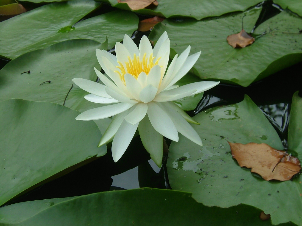 [2007_0902治療院0252+花　息吹.JPG]