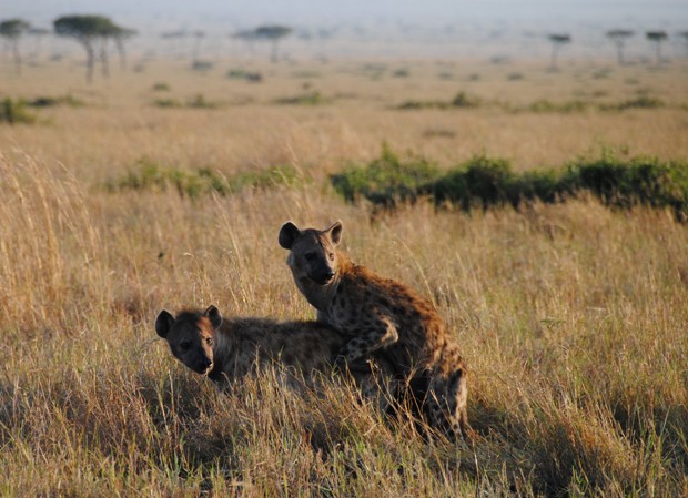 Notes From Kenya: MSU Hyena Research: Hyena mating