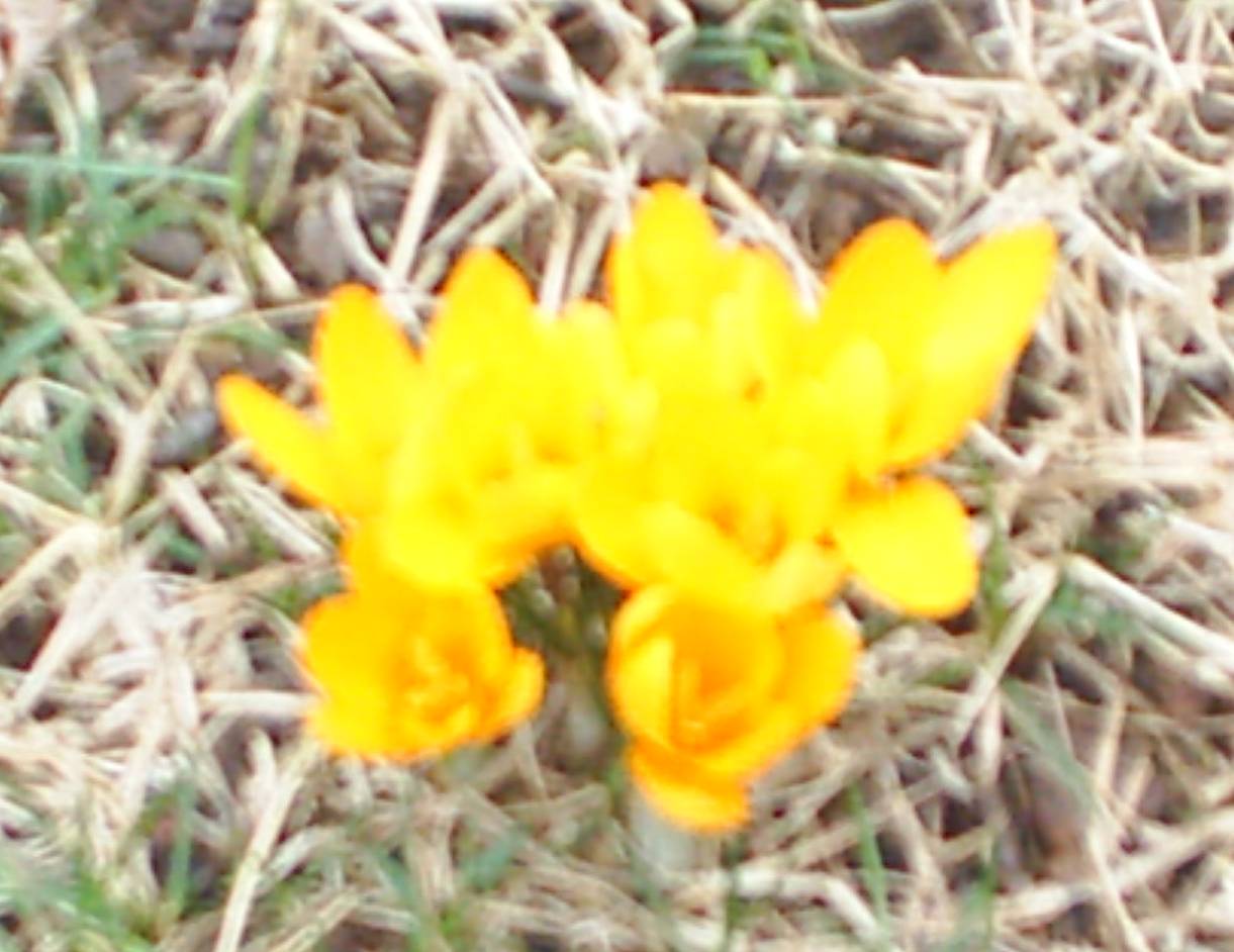 [Crocus.jpg]