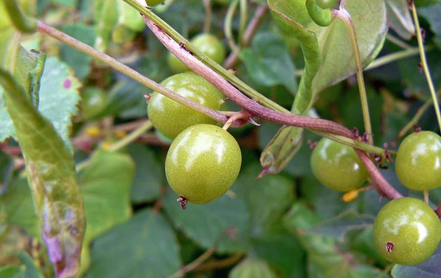 wcs And A Green Berry