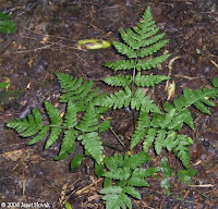 species list adaptations special