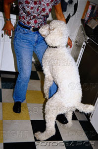 dog-humping-a-womans-leg-~-92041.jpg