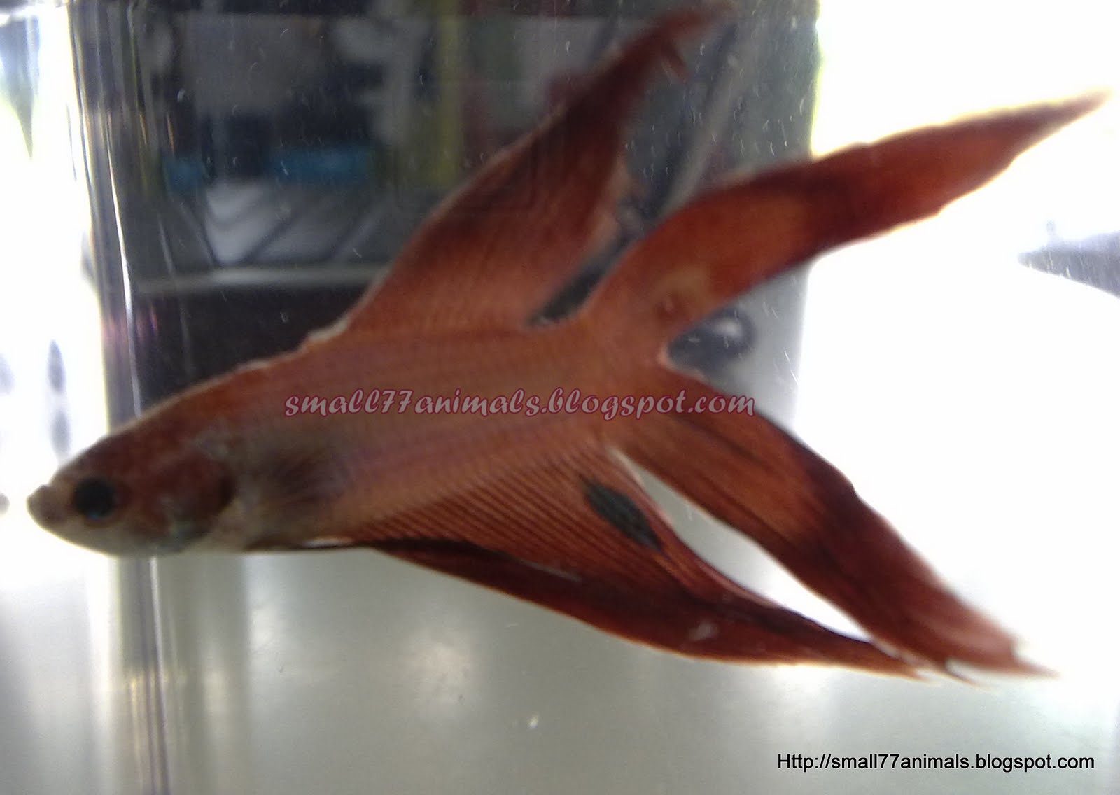 Small Animals77: Double Tail Betta assorted