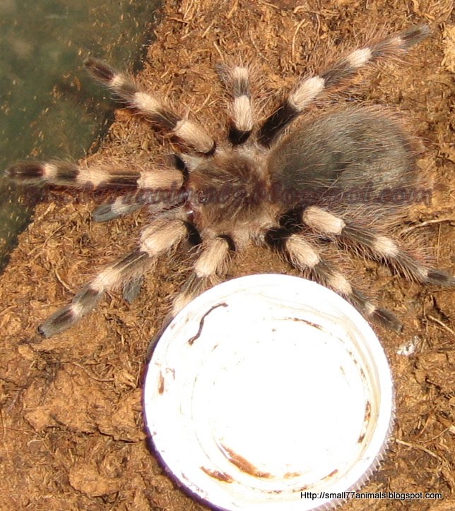 Small Animals77: Tarantula For Sale