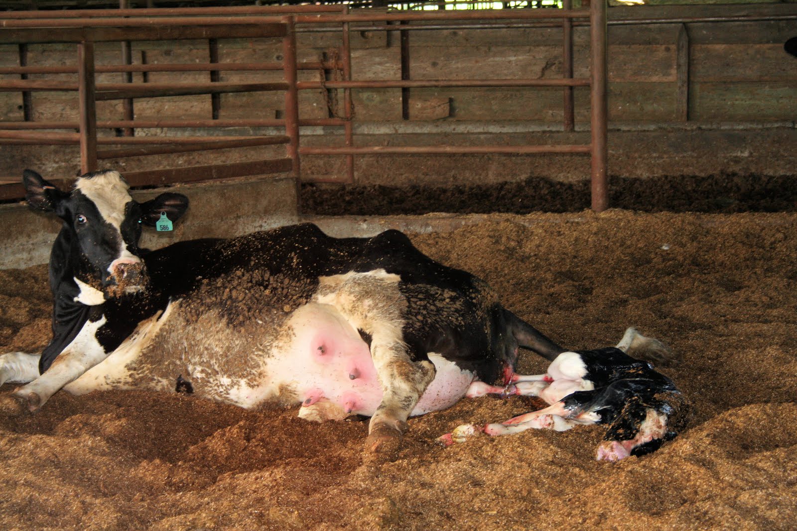 Women+giving+birth+photos