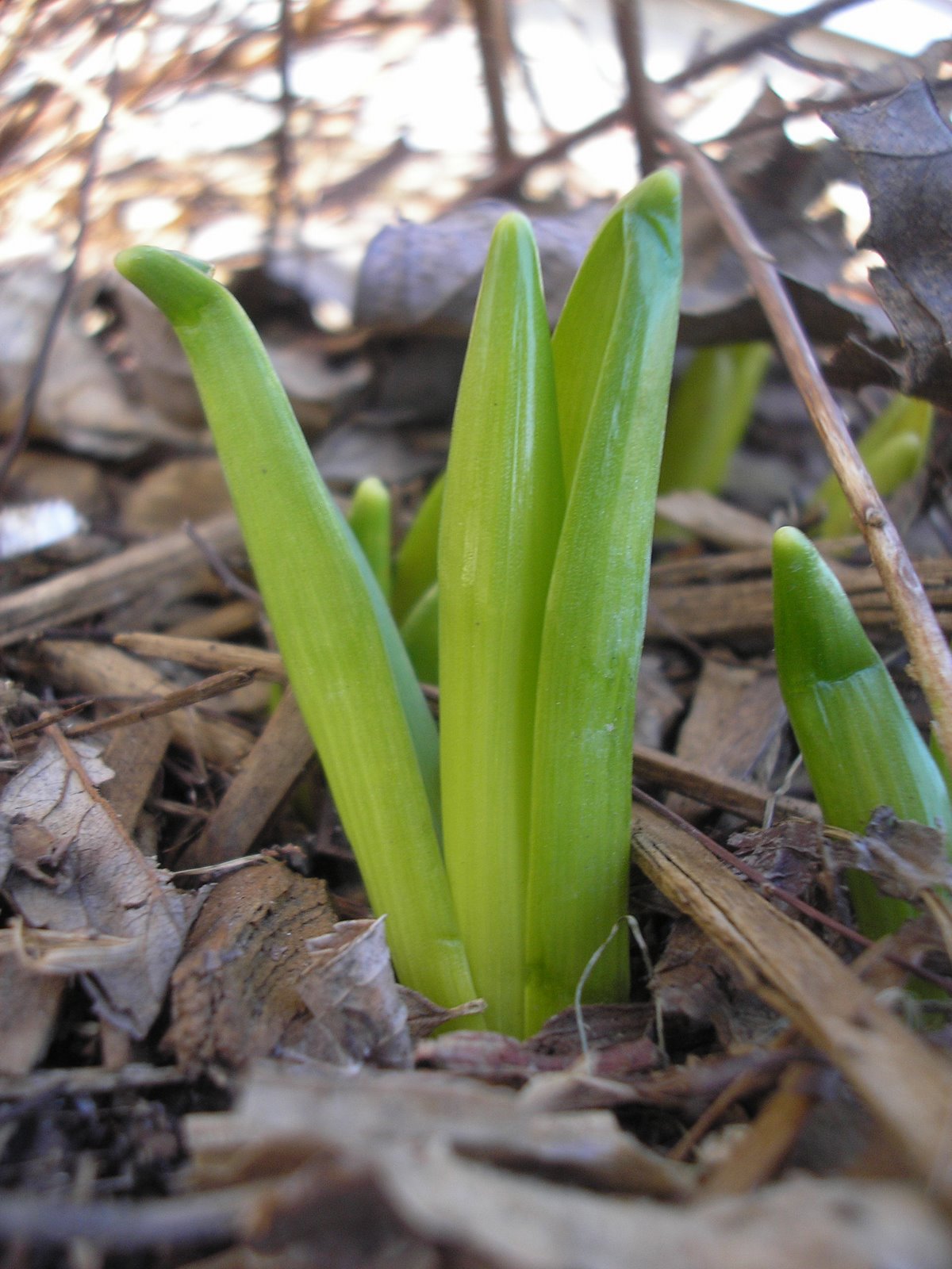 [March+2009+071.jpg]