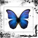 my butterfly..