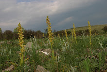 ORQUÍDEAS (Aceras anthropoforum)