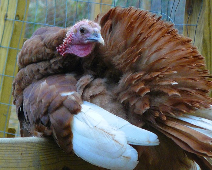 BooneDocksWilcox turkeys and eggs